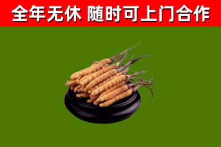 丰林烟酒回收冬虫夏草.jpg